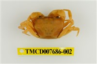 藏品(屏東澤蟹)的圖片